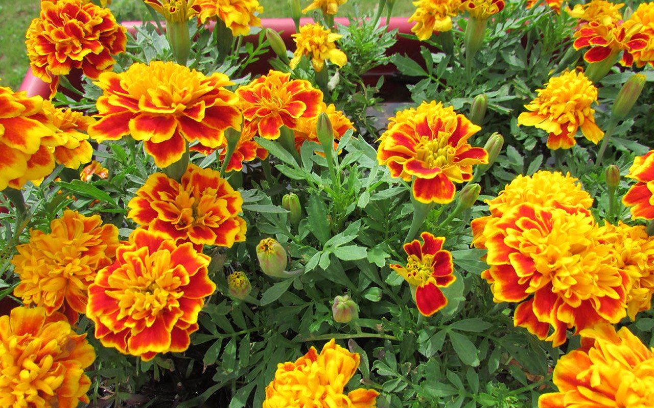 Marigolds are one of the most popular Tet flowers