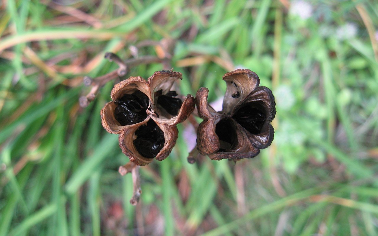 By late summer, or about 6-8 weeks after flowering, successfully fertilized Daylily pods will dry and open