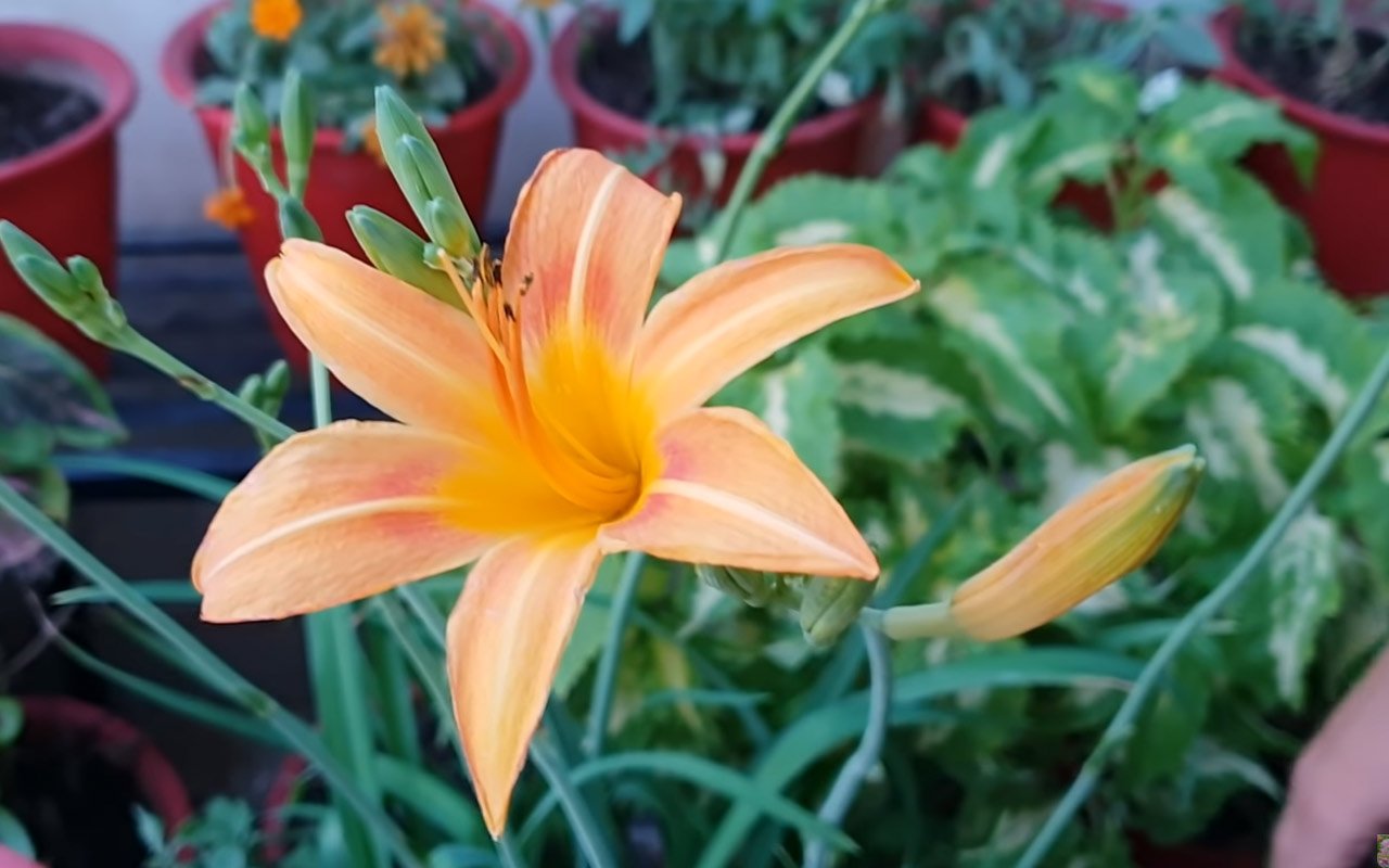 Daylilies may bloom the year that they are planted, even from a relatively small plant. 