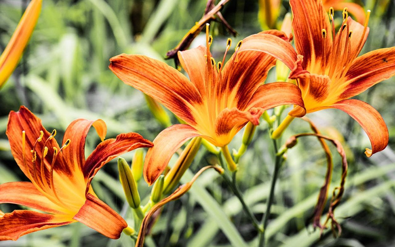 Also known as orange daylily, the Hemerocallis fulva is a showy hardy perennial with luscious orange blooms.
