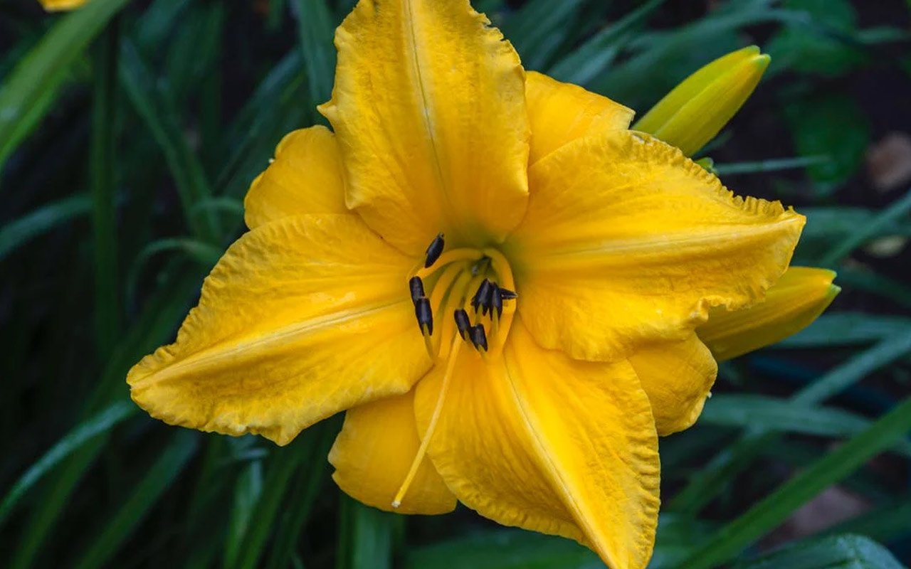 Daylily in Bloom