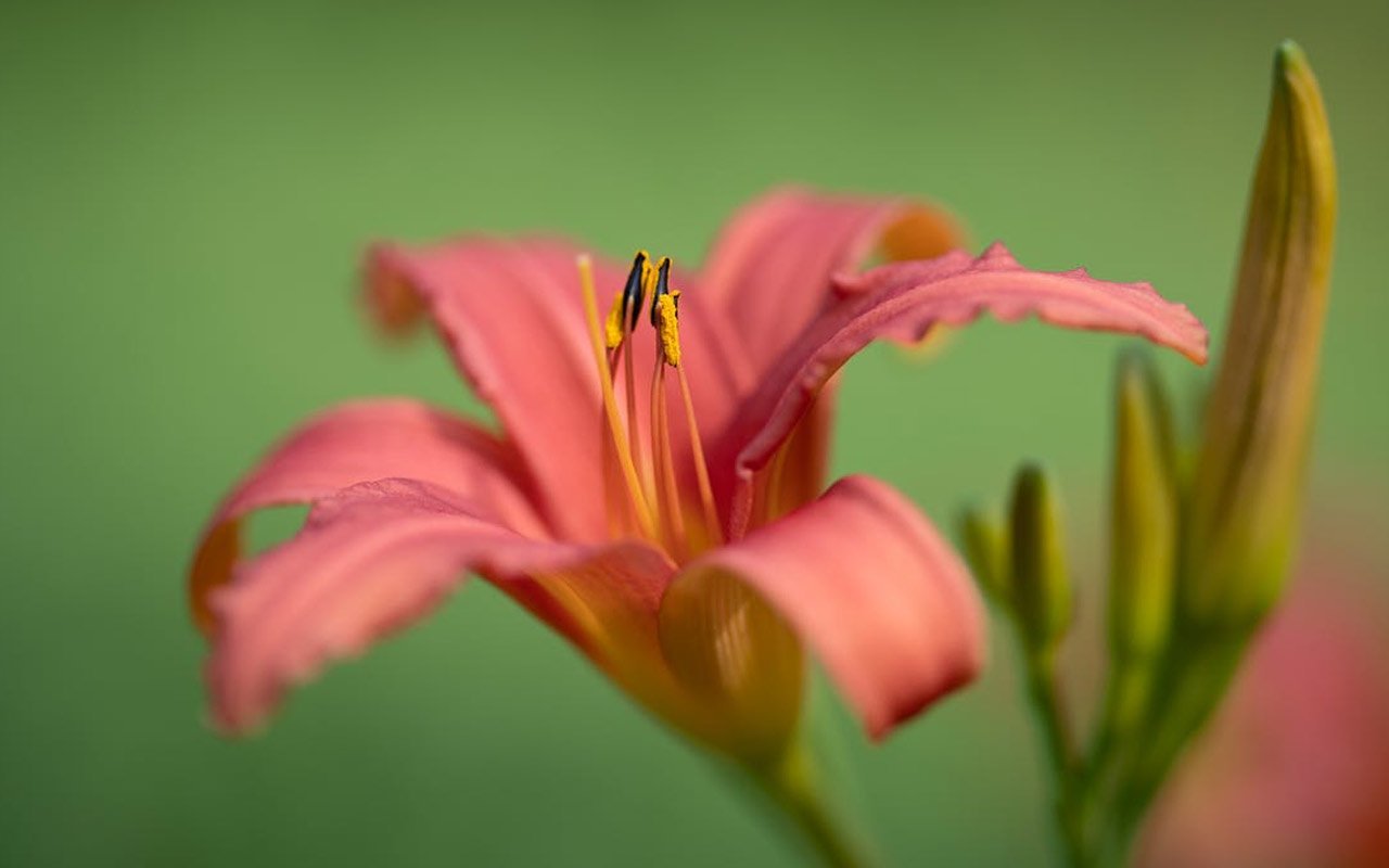 Image of a blooming Daylily flower and their buds