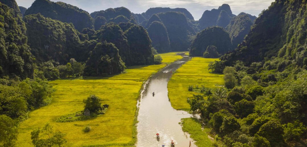 Rice Fields in harvest Season near Ngo Dong River in Tam Coc, Ninh Binh