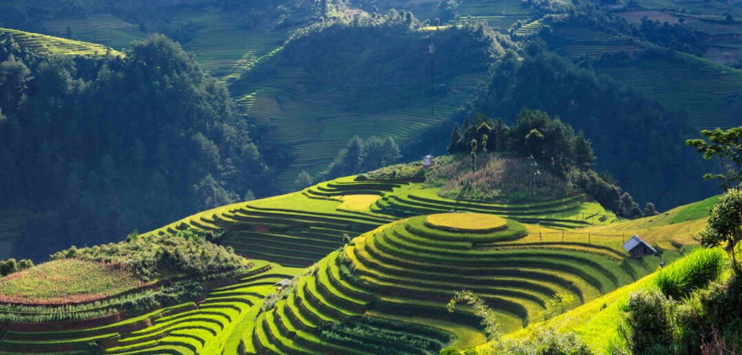 Terraced rice paddies in Mu Cang Chai, Northern Vietnam