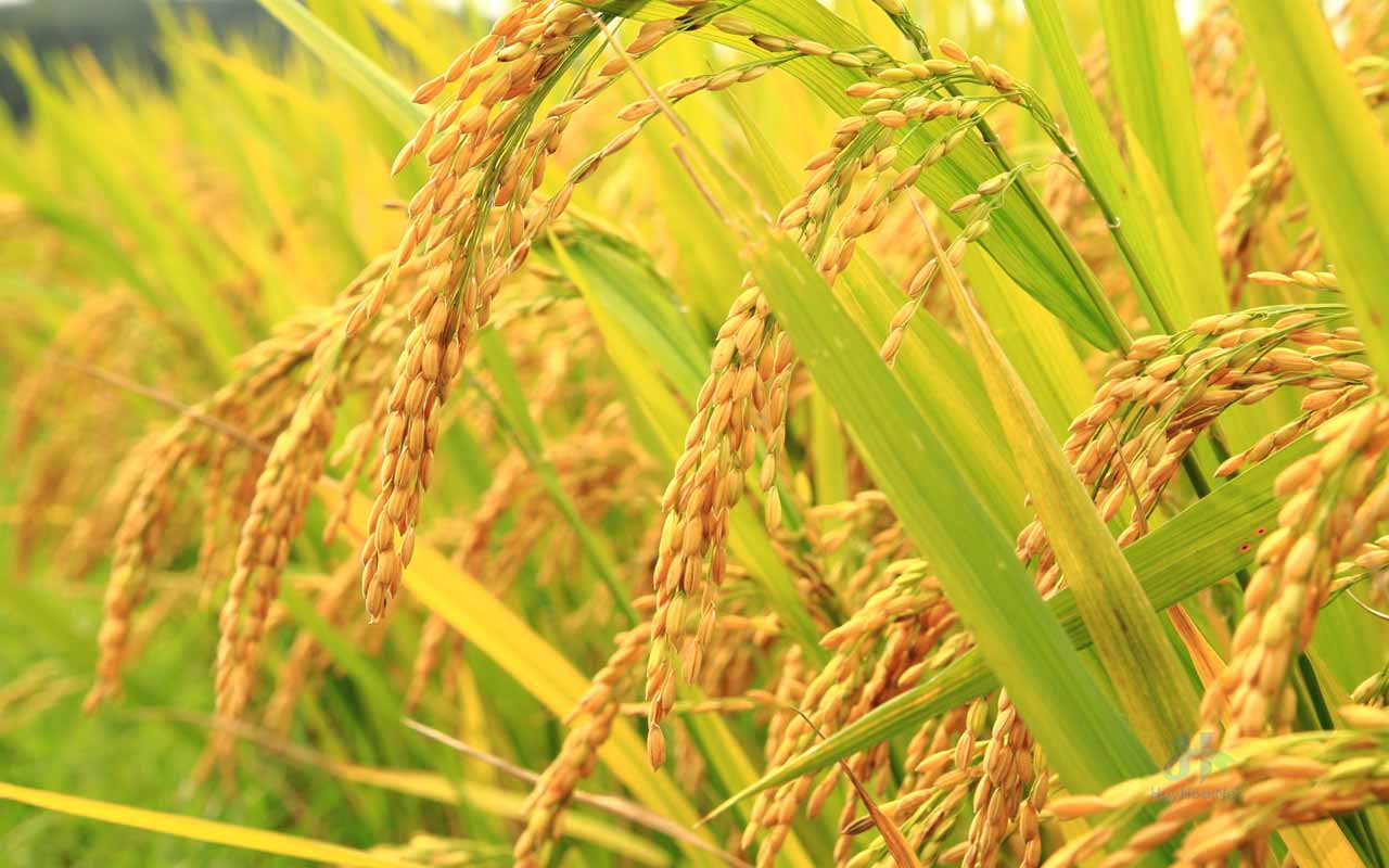 Vietnam's rice exports surpass Thailand, occupying the second position in the world
