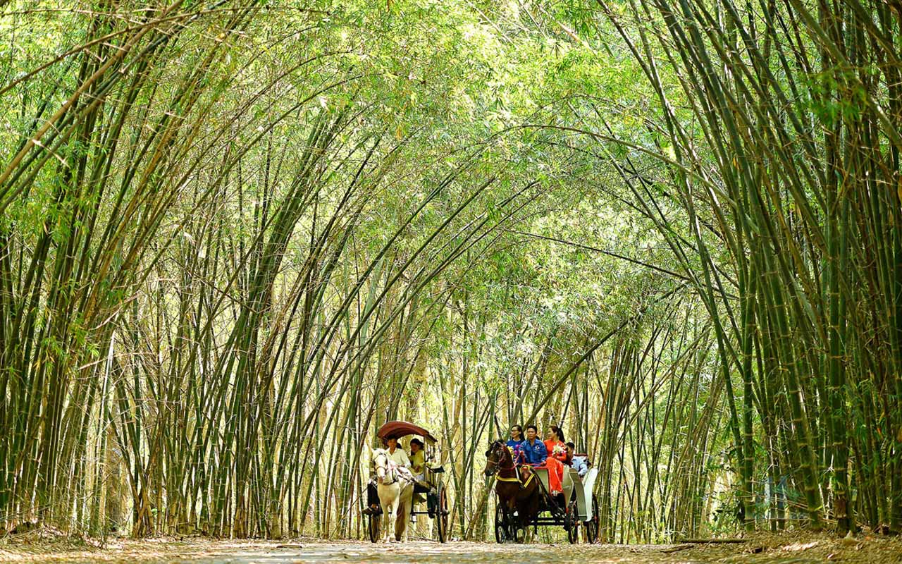 Vietnamese bamboo tree