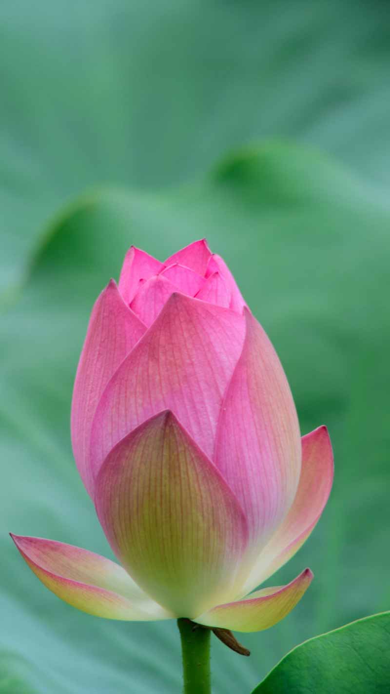 Lotus - symbol flower of Vietnam