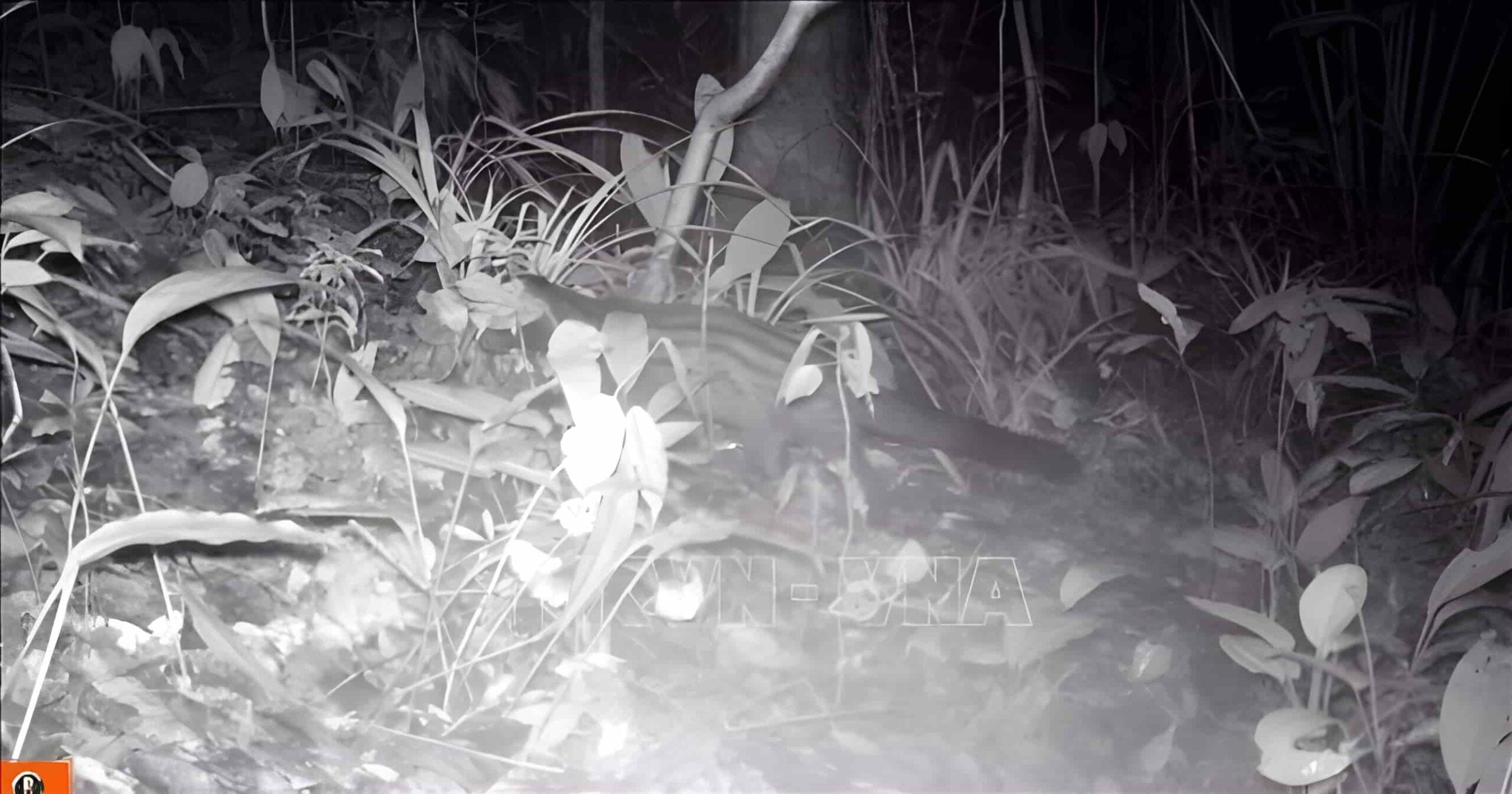 Xuan Lien Nature Reserve: Protecting Vietnam's Biodiversity and Ecosystems 2 Asian palm civet appeared in Xuan Lien Nature Reserve