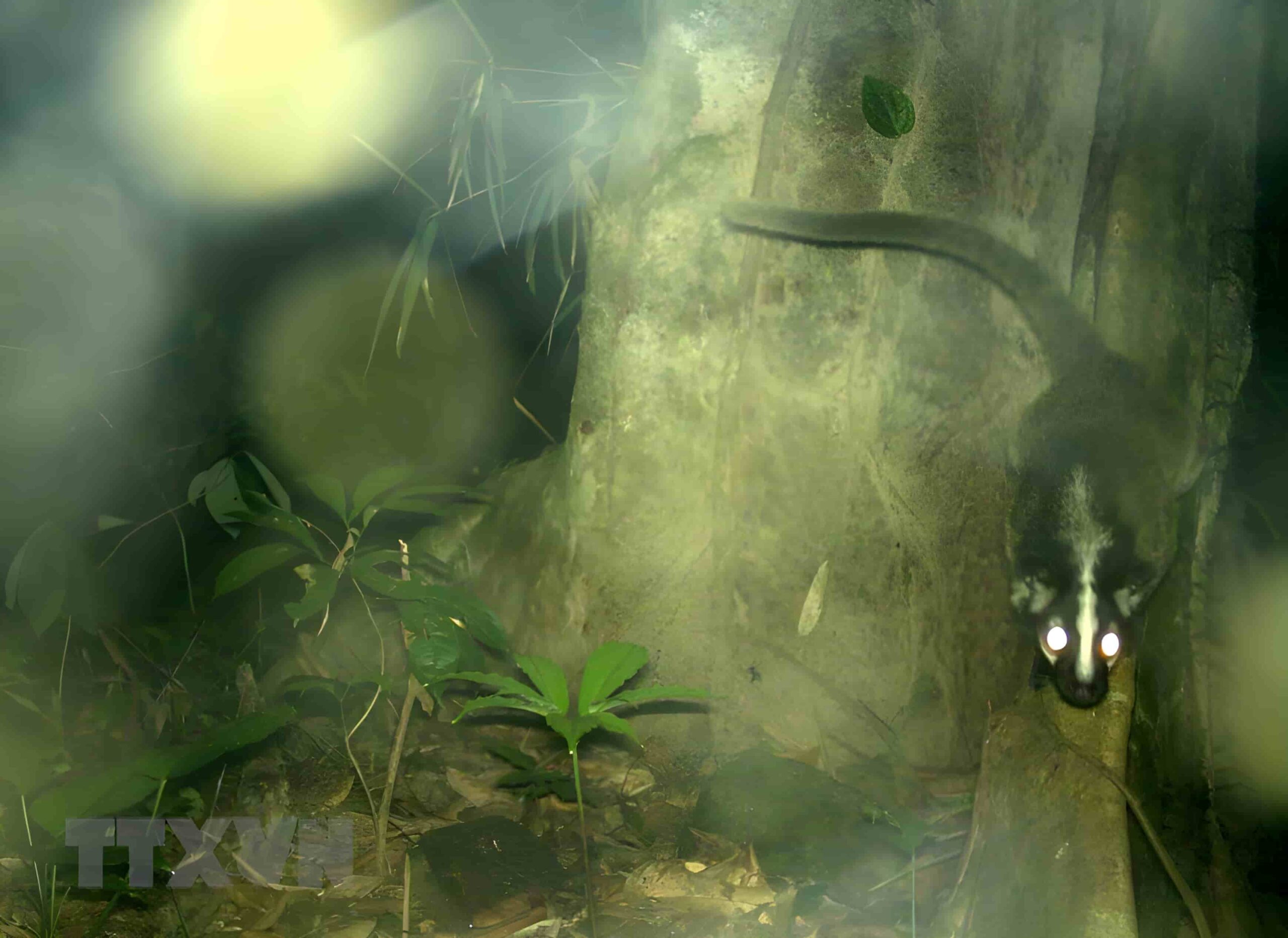 Xuan Lien Nature Reserve: Protecting Vietnam's Biodiversity and Ecosystems 1 Masked palm civet appeared in Xuan Lien Nature Reserve