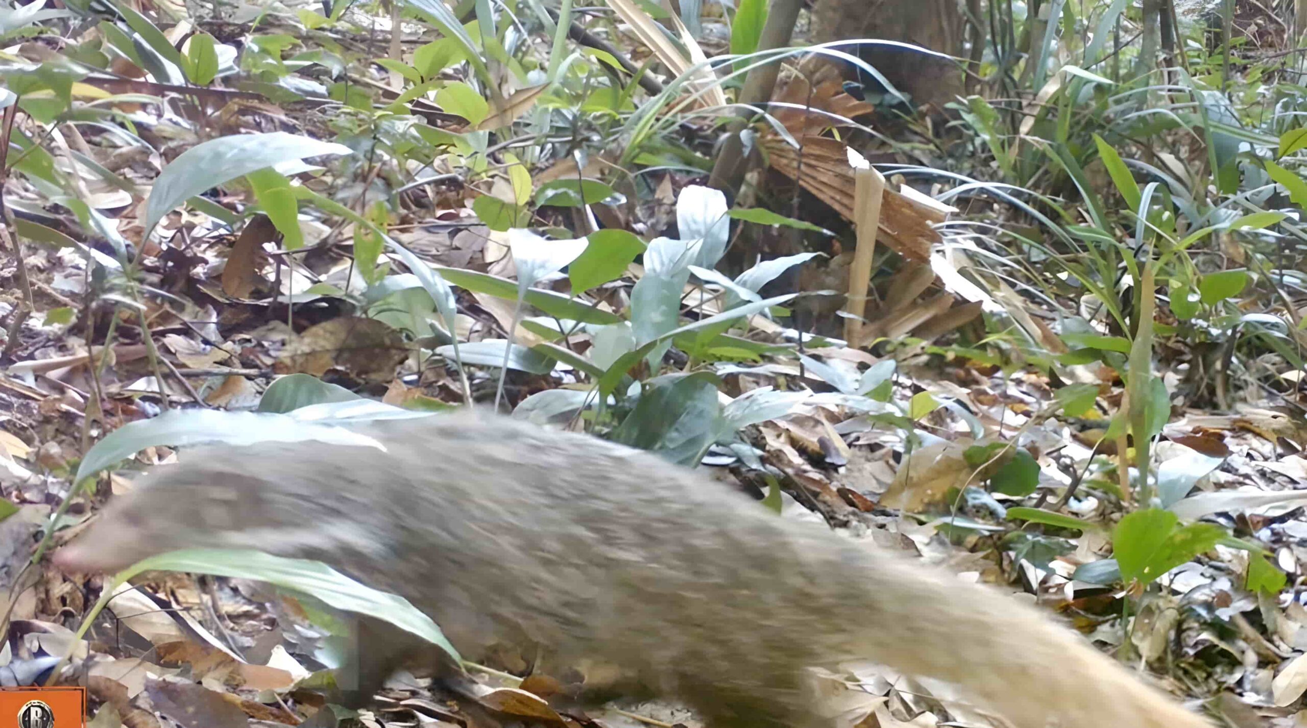 Xuan Lien Nature Reserve: Protecting Vietnam's Biodiversity and Ecosystems 4 The crab-eating mongoose (Urva urva) appear at Xuan Lien Nature Reserve