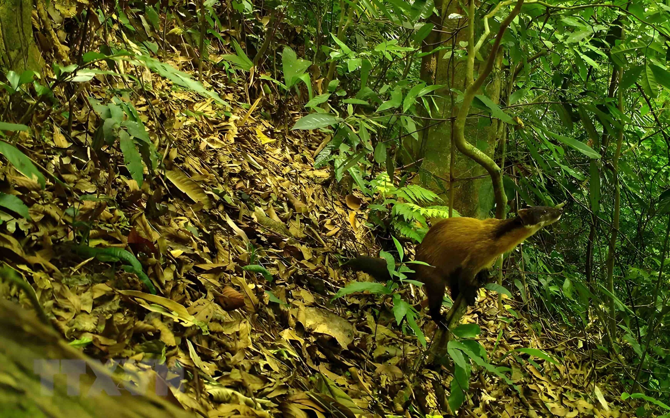 Xuan Lien Nature Reserve: Protecting Vietnam's Biodiversity and Ecosystems 3 Yellow-throated marten appeared in Xuan Lien Nature Reserve
